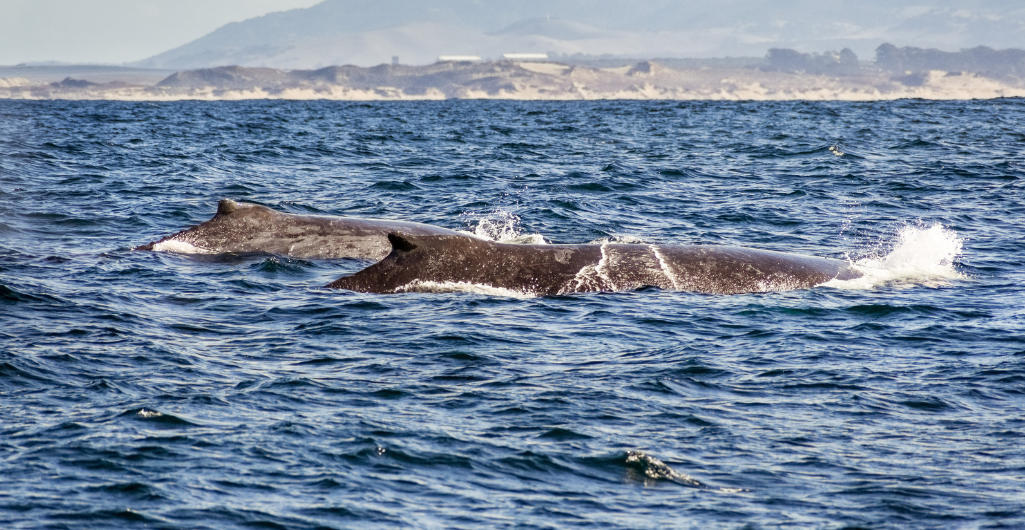 Balene pilota durante un’avvistamento a Tenerife